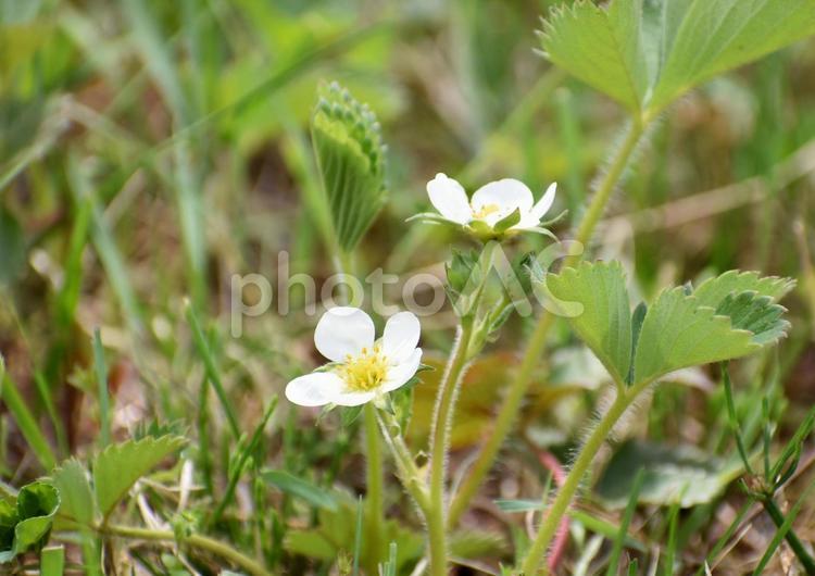 いちごの花02 イチゴ,果物,おいしいの写真素材