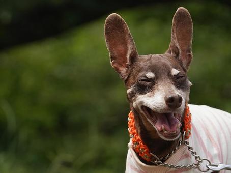 犬のポートレートの写真