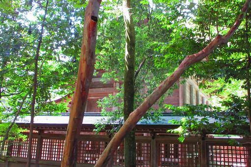 富山県-雄山神社-前立社壇-本殿 富山県-雄山神社-前立社壇-本殿 雄山神社,前立社壇,本殿の写真素材