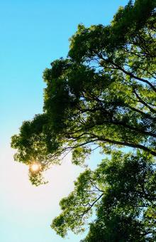青空と太陽と大きな木 青空,秋空,空の写真素材
