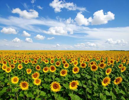 ひまわり畑と青空a3 ひまわり畑と青空a3の写真