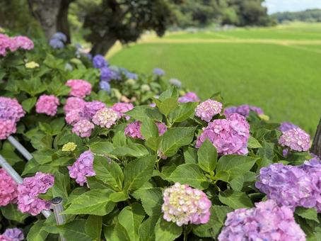 Rice fields and hydrangeas, JPG Rice fields and hydrangeas, JPG