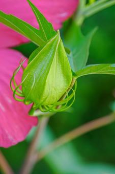 モミジアオイ⑷の写真