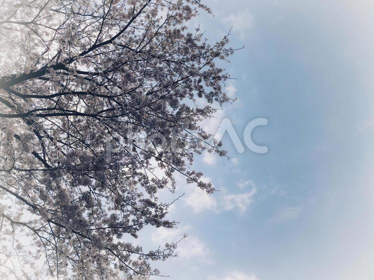 青空と桜（スペースあり） 桜,さくら,花見の写真素材