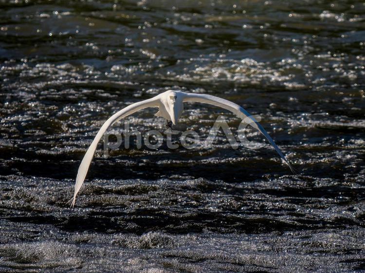 水辺を飛ぶダイサギ 水辺を飛ぶダイサギ ダイサギ,野鳥,サギの写真素材