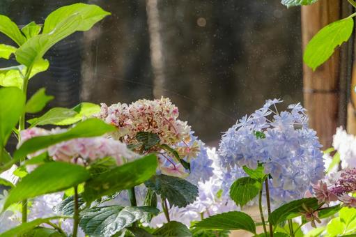 Hydrangea sparkling in the rain and dew, JPG