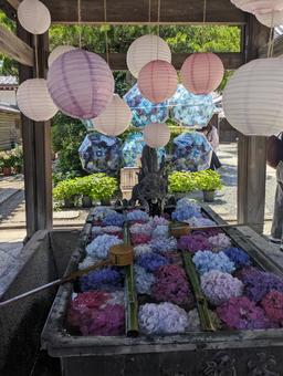 花手水 花手水 花手水,紫陽花,手水の写真素材