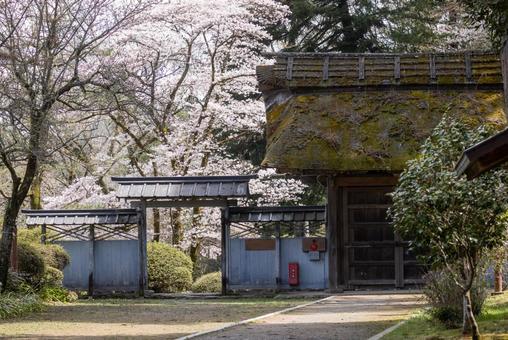 春のいぶきの写真