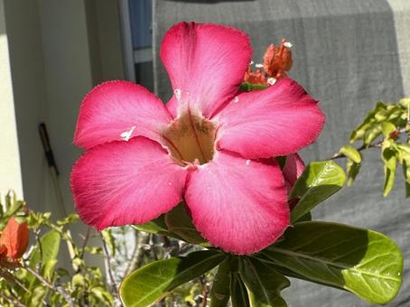 花 花の写真