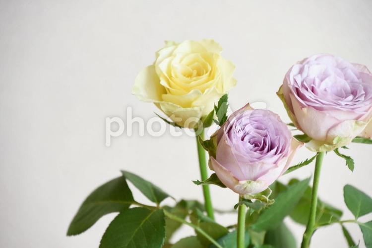 黄色と紫の薔薇 薔薇,ローズ,黄色の写真素材