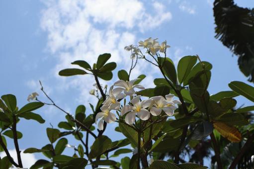 青空と雲と緑の葉と白いプルメリアの花の木 青空,雲,緑の写真素材