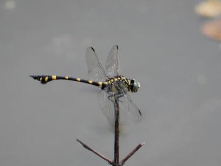 【昆虫写真】ウチワヤンマ(団扇蜻蜒) 【昆虫写真】ウチワヤンマ(団扇蜻蜒)の写真