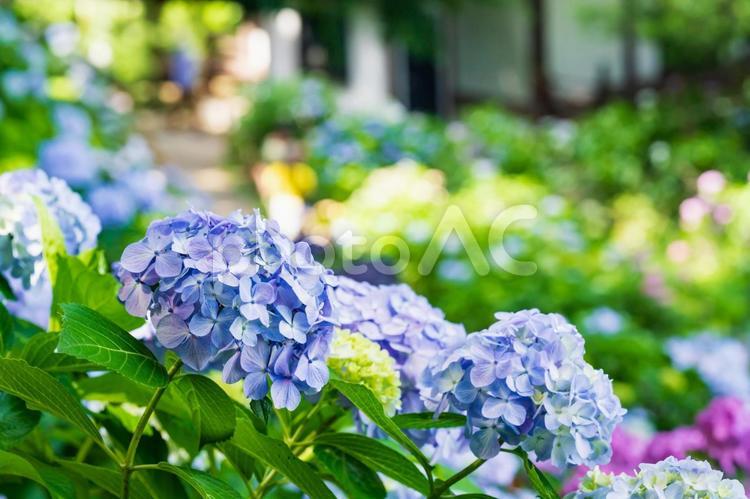 あじさい寺の紫陽花の風景 あじさい,初夏,紫陽花の写真素材