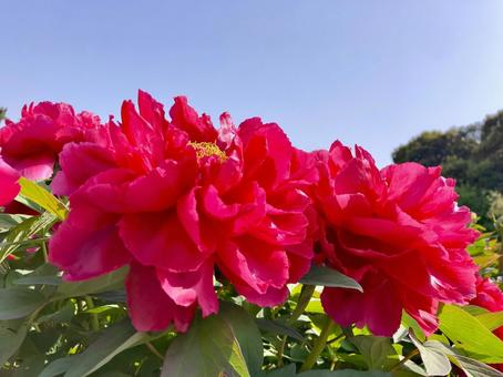 ボタンの花 赤 ボタンの花 赤 牡丹,ボタン,ぼたんの写真素材