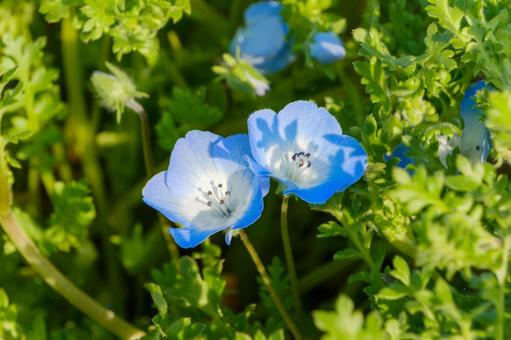 The refreshing blue of nemophila colors spring, JPG The refreshing blue of nemophila colors spring, JPG