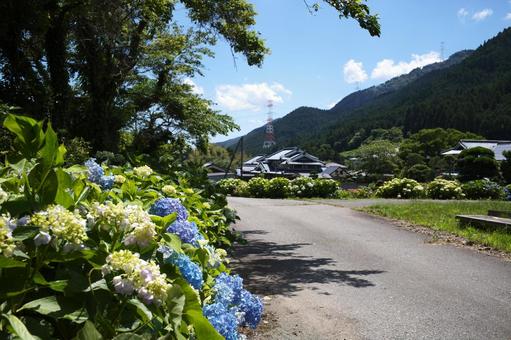 Hydrangea of Inoshino, JPG Hydrangea of Inoshino, JPG