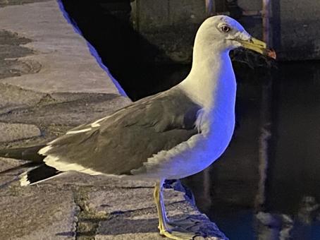 ウミネコ ウミネコの写真