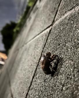 Cicada larva, JPG