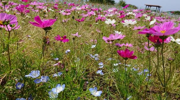 花 花の写真