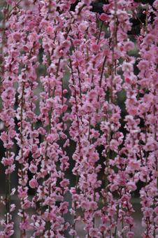 ウメの花 ウメの花の写真