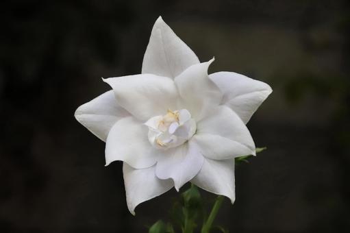 白いキキョウの花 白いキキョウの花の写真