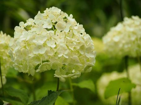 紫陽花 紫陽花 アジサイ,紫陽花,花の写真素材