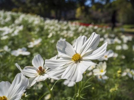 白いコスモスの畑の写真