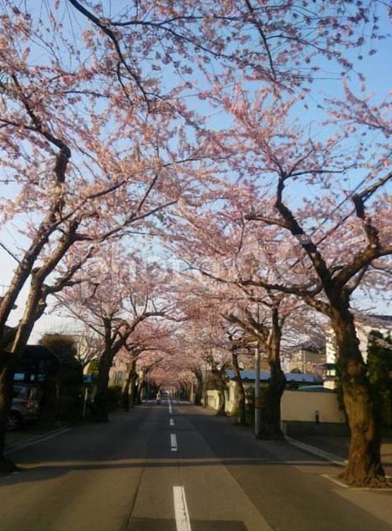 桜並木 春,入学式,卒業式の写真素材