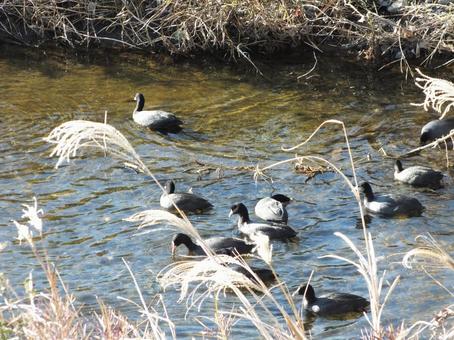 黒い鳥の集団 オオバンが泳ぐ冬の川 黒い鳥の集団 オオバンが泳ぐ冬の川の写真