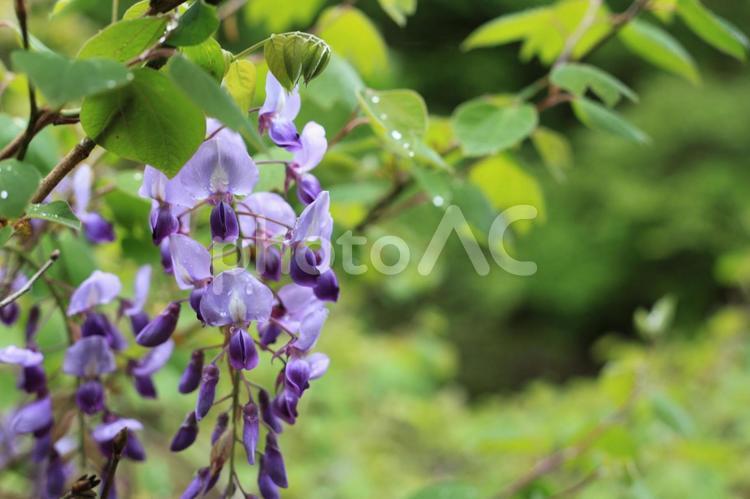 藤の花 藤の花,藤,花の写真素材