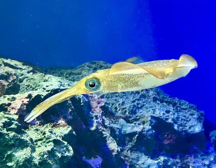 イカ イカ イカ,squid,ツツイカの写真素材