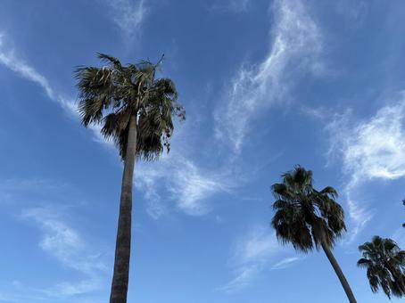 椰子の木　青空 椰子の木,青空,ヤシの木の写真素材