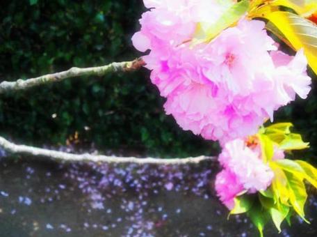 八重桜 八重桜の写真