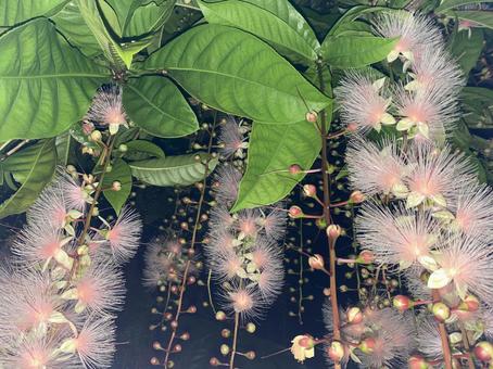 サガリバナ サガリバナの写真