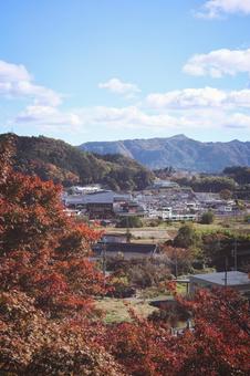紅葉 秋,紅葉,風景の写真素材