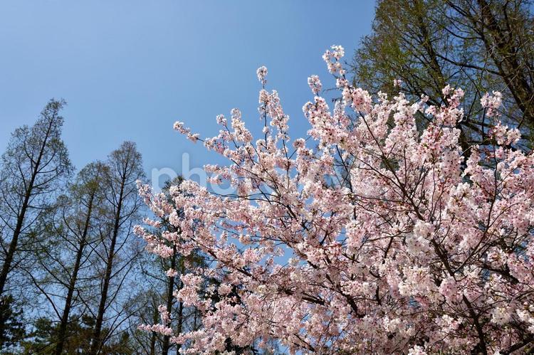 さくら桜_33 3月,4月,きれいの写真素材