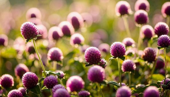 夏から秋の花 センニチコウ 夏から秋の花 センニチコウの写真