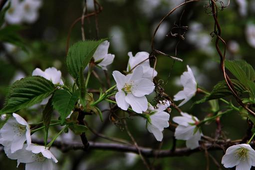 オオシマザクラ オオシマザクラの写真