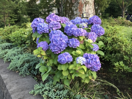 公園の紫陽花 公園の紫陽花の写真