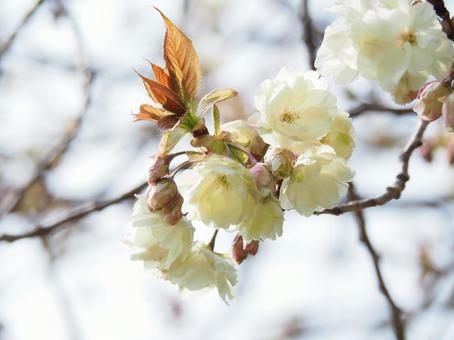 桜の花 桜の花の写真