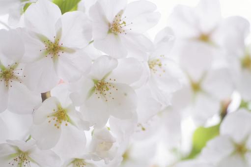 cherry blossoms, JPG