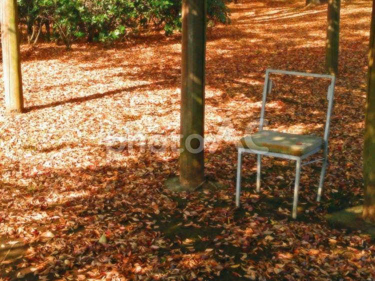 晩秋の風景 seasonimage,こもれび,ひだまりの写真素材
