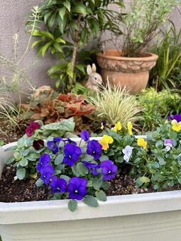 プランターに植えたカラフルなビオラ/縦 ビオラ,花苗,ガーデニングの写真素材