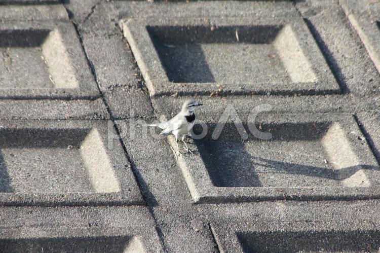 コンクリートの上のハクセキレイ ハクセキレイ,野鳥,鳥の写真素材
