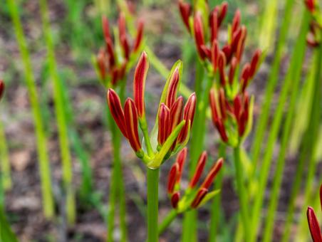 ヒガンバナのつぼみ(曼殊沙華) ヒガンバナのつぼみ(曼殊沙華) ヒガンバナ,曼殊沙華,巾着田の写真素材