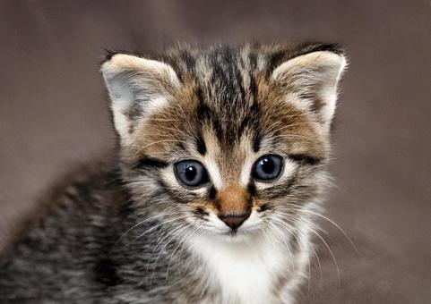 かわいい子猫1 かわいい子猫1の写真