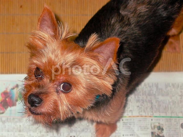 ヨークシャーテリア　構って欲しい時の顔 ヨークシャーテリア,犬,動物の写真素材