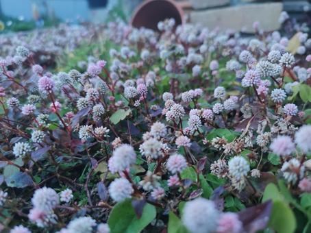 咲き乱れる雑草の花 咲き乱れる雑草の花の写真