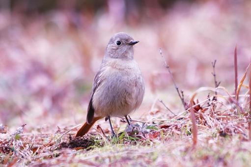 地面に降りた可愛いジョウビタキ 地面に降りた可愛いジョウビタキ 鳥,ジョウビタキ,冬の写真素材