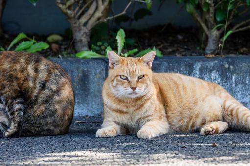 猫(225) 猫(225) 猫,食肉目,ネコ科の写真素材